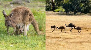 Kangaroo & Emu