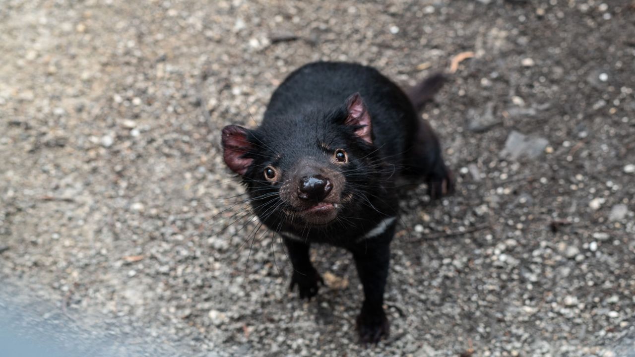 Hightlights-by-state-tasmanian-devil-trade-site-1280x720