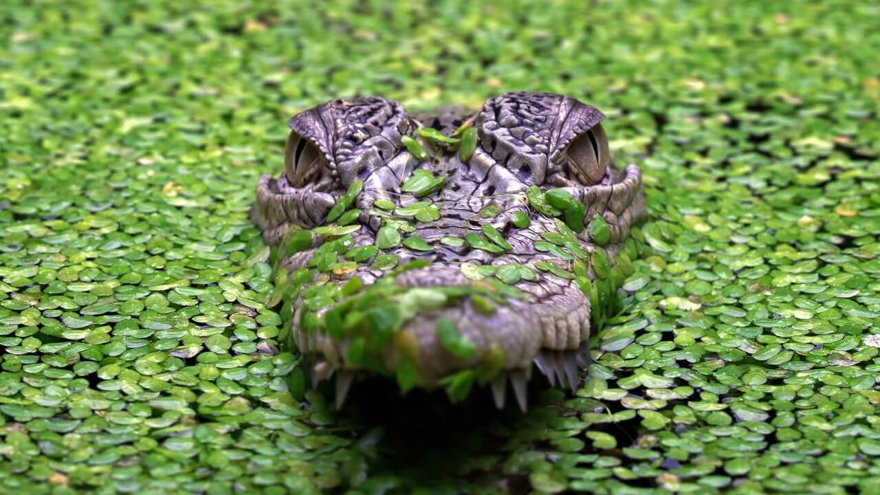 Queensland-crocodile-1280x720