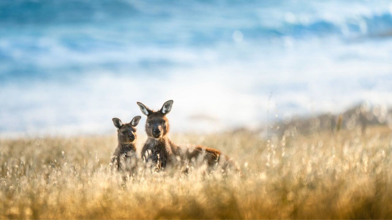 SA-karngaroos-on-kangaroo-island-trade-site-1280x720