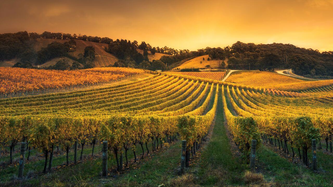 SA-vineyard-trade-site-1280x720