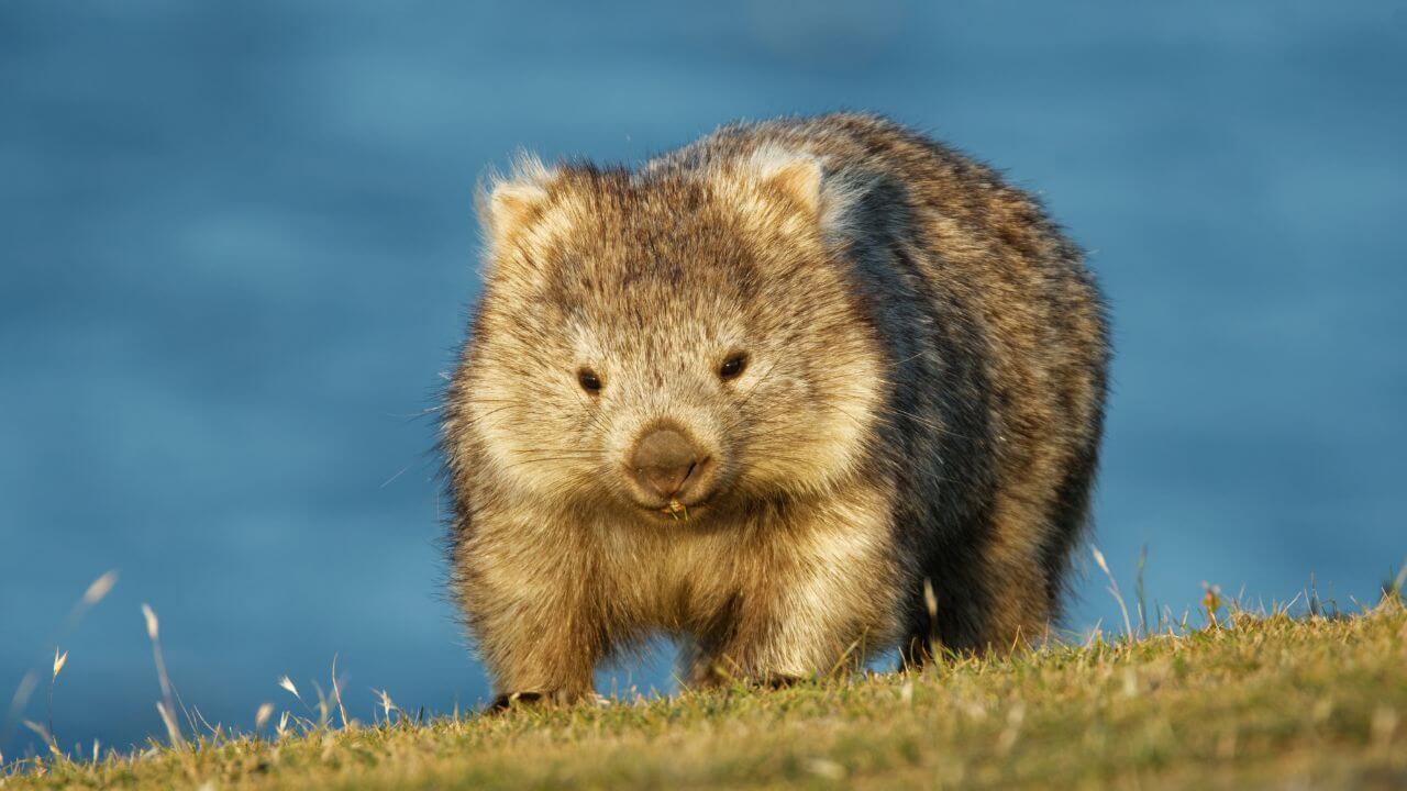 TAS-Wombat-trade-site-1280x720