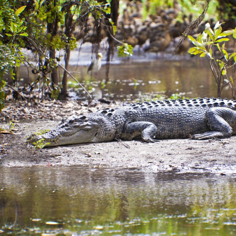 Trade-site-Sample-itinerary-tile-northern-treasures-kakadu-750x750one