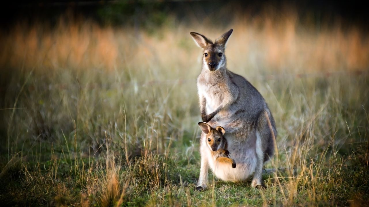 Trade-site-highlights-by-state-page-kangaroo-1280x720