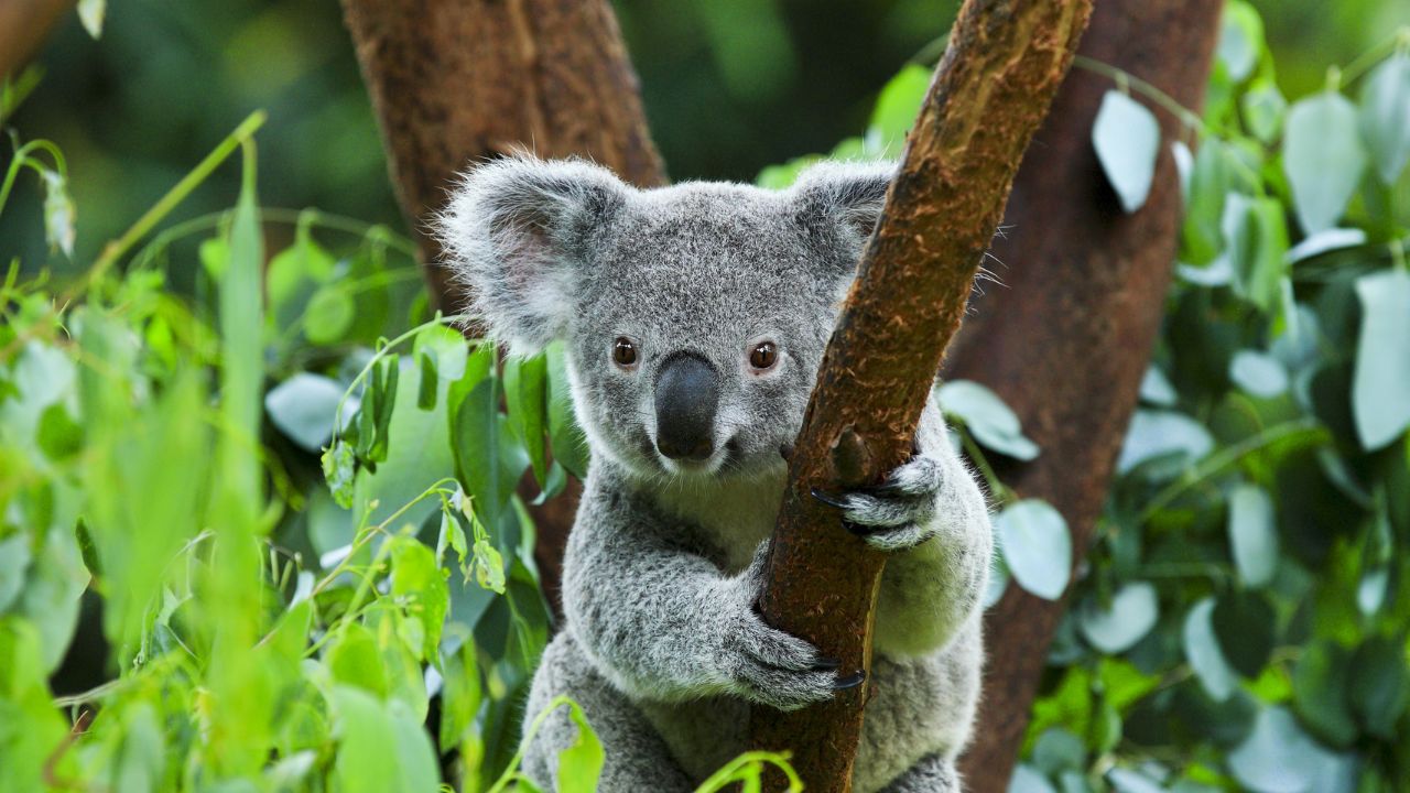 Trade-site-highlights-by-state-page-koala-1280x720