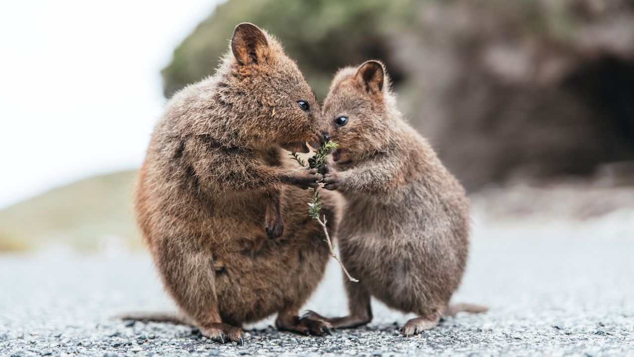 Trade-site-highlights-by-state-page-quokka-1280x720