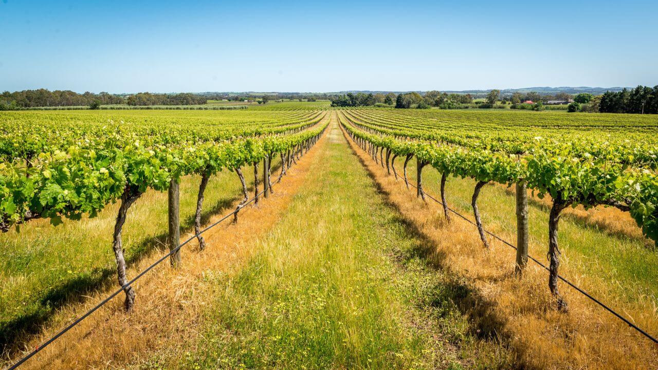 VIC-barossa-trade-site-1280x720