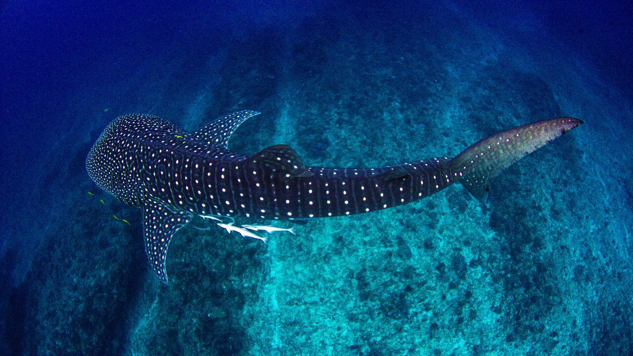 WA-whale-shark-trade-site-1280x720